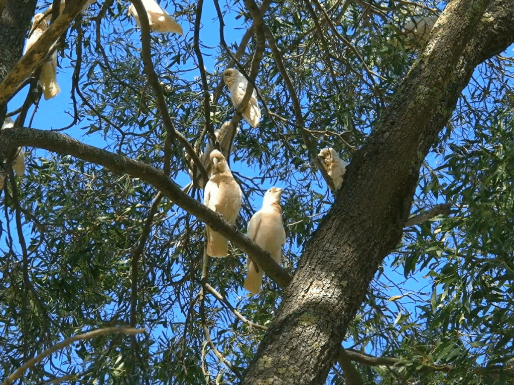 Cockatoos sitting in a tree in Australia