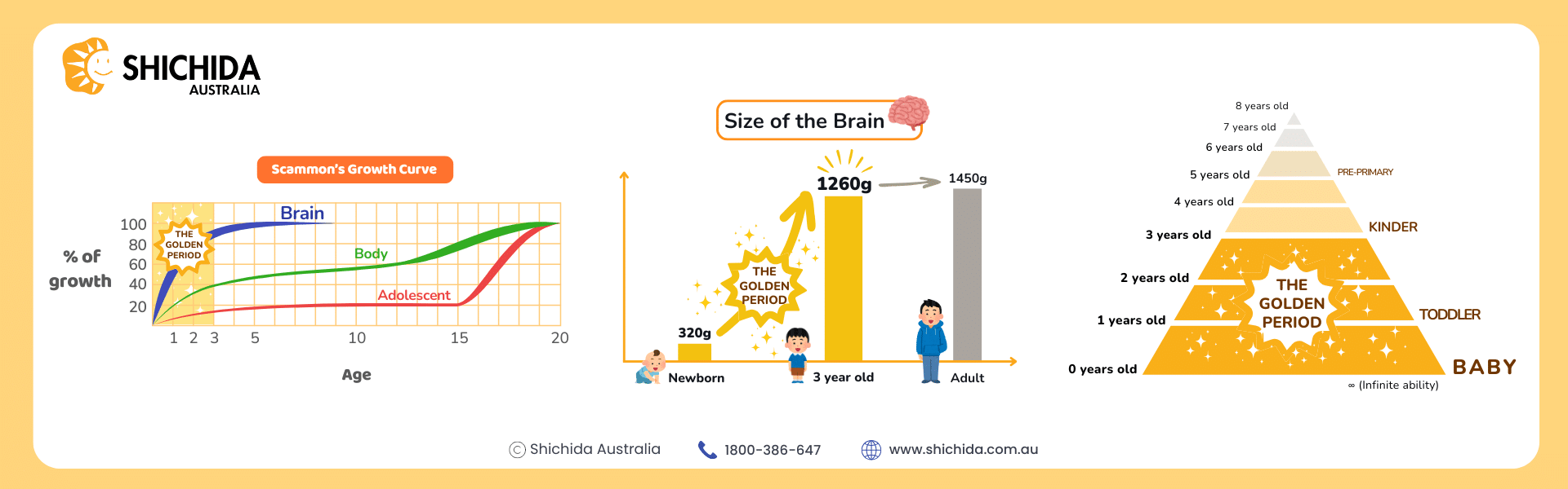 Diagrams showing the growth of a child's brain from birth demonstrating the crucial Golden period of development