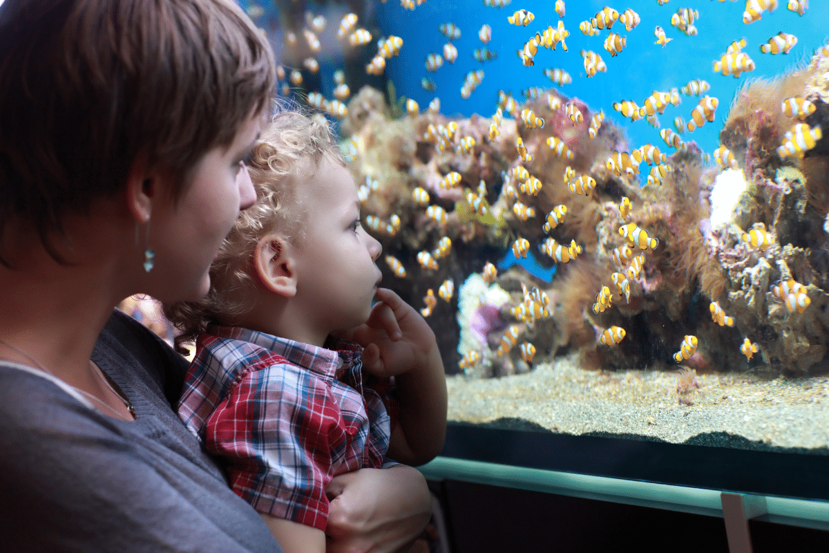 A young toddler and his mum looking at small clown fish in an aquarium