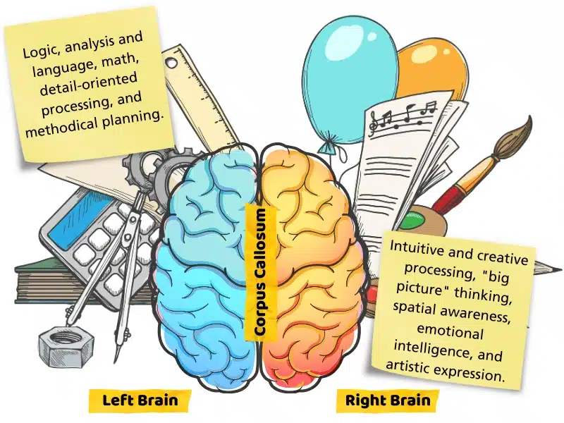 Whole Brain Development: Science & Learning
