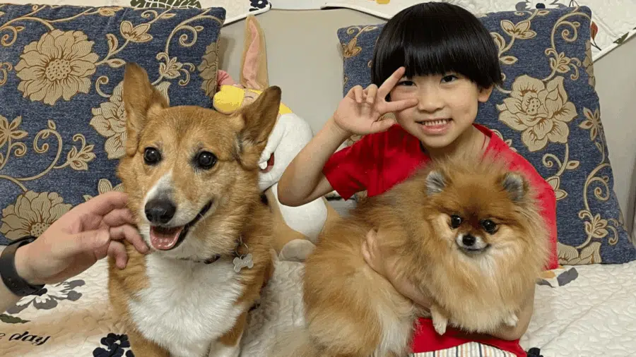 Shichida learner with his dogs