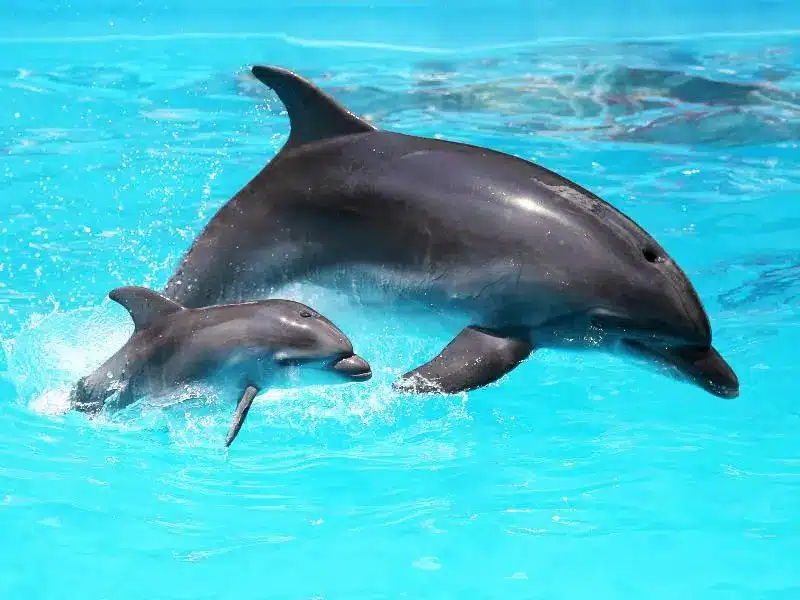 Are you firm when needed, fun when possible, and flexible when life gets messy That sounds like a dolphin parenting style