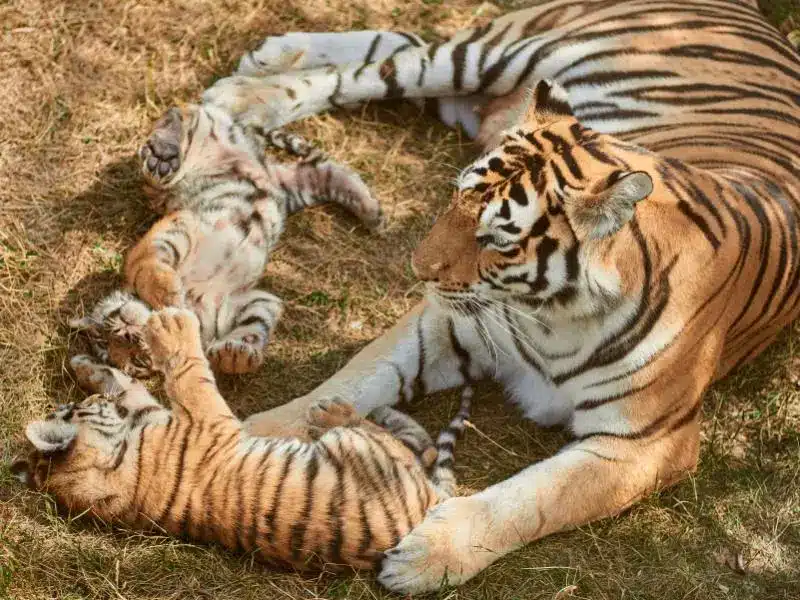 If your parenting vibe is “you can relax after you’ve finished piano, maths, extra reading and Mandarin,” you may have a tiger mum parenting style